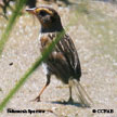 Saltmarsh Sparrow