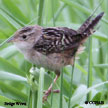 Sedge Wren