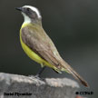 Social Flycatcher