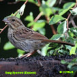 Song Sparrow