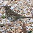 Song Thrush