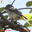 Virginia's Warbler