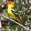 Western Tanager