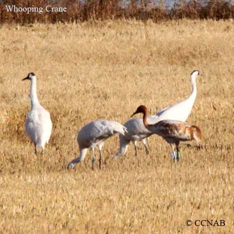 Birds of North America