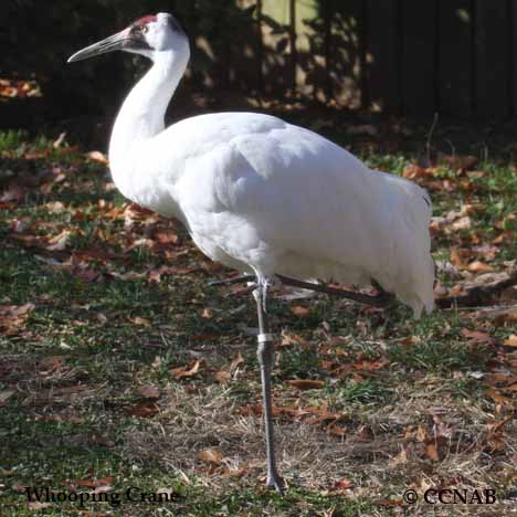 Birds of North America