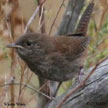 Winter Wren