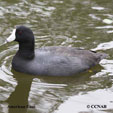 Coots