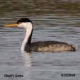 Grebes