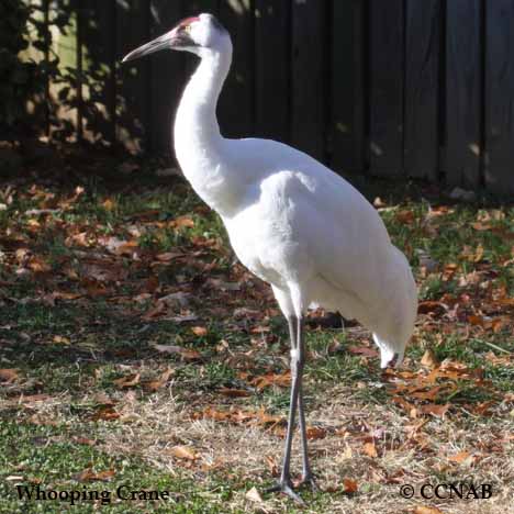 Birds of North America