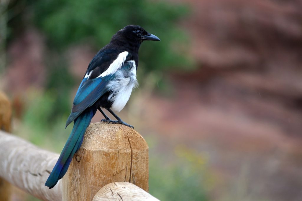 Black Billed Magpie