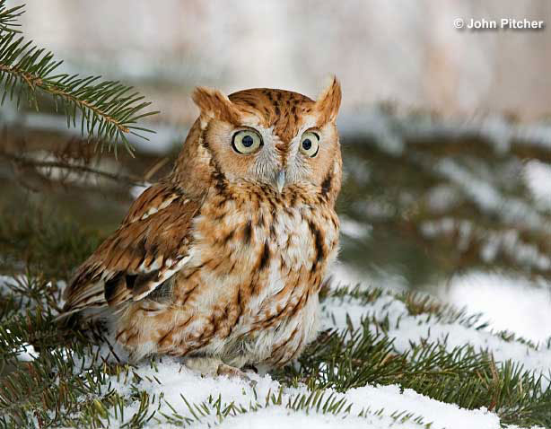 Eastern screech owl