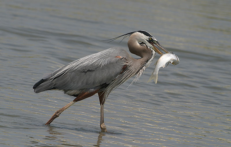 Great Blue Heron