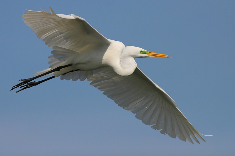 Great Egret in flight