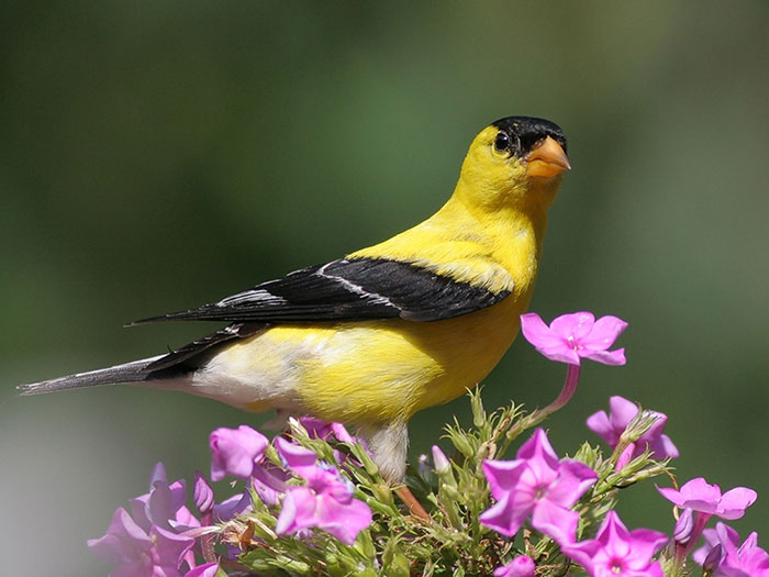 American Goldfinch