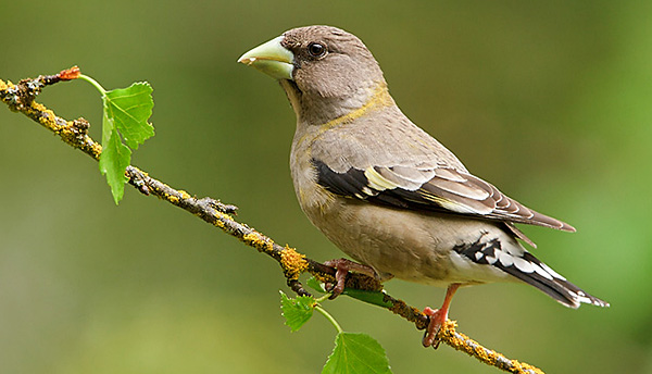 Female Evening Grosbeak