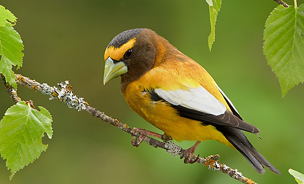 Evening Grosbeak