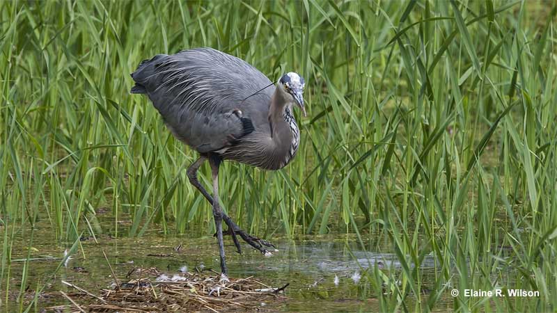 Great Blue Heron