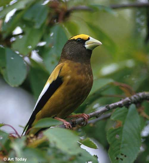 Evening Grosbeak