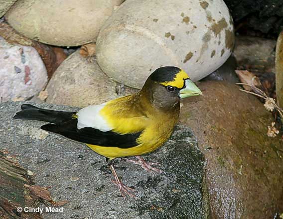 Evening Grosbeak