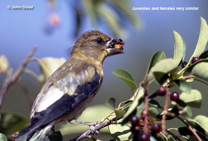 Evening Grosbeak