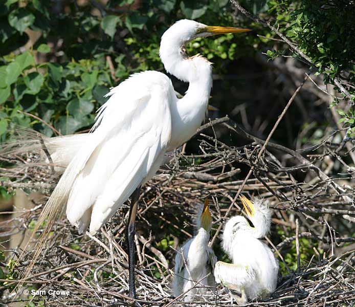 great egret