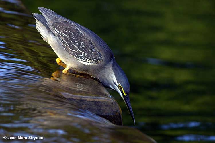 Female Green Heron