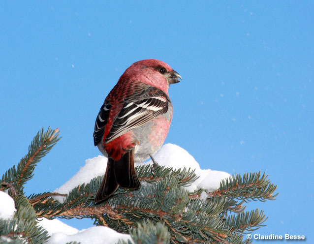 Pine Grosbeak