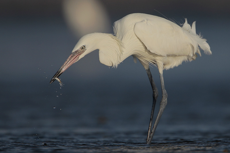 Reddish Egret