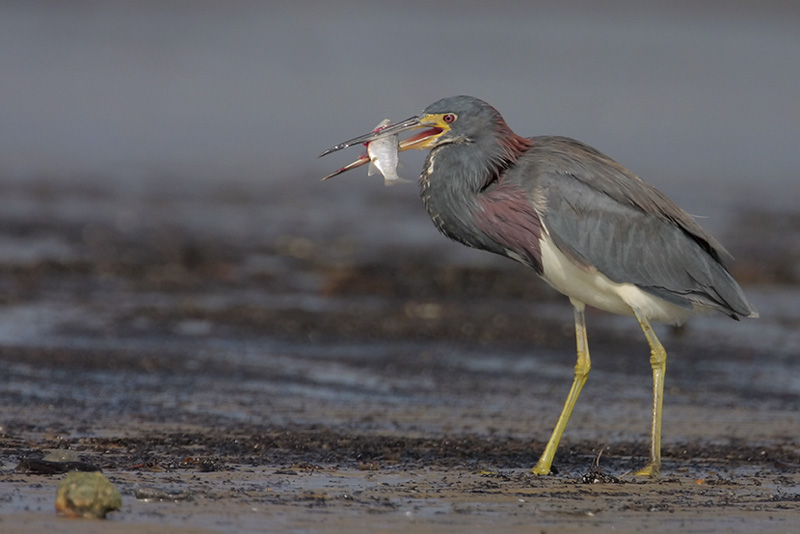 Tricolored Heron