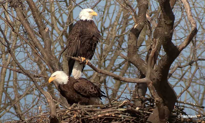 15 Facts About Bald Eagles: Get To Know The National Bird