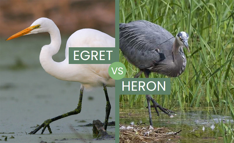 Comparing The Two: Are Egrets And Herons Related Or Not?