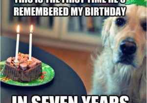 Funny Clean Birthday Memes Birthday Fun Dog Quotes Quotesgram