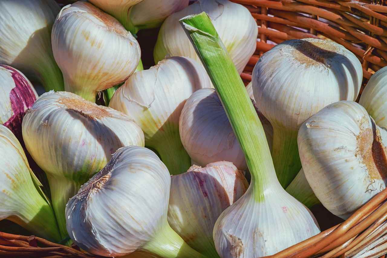 Knoblauch ernten