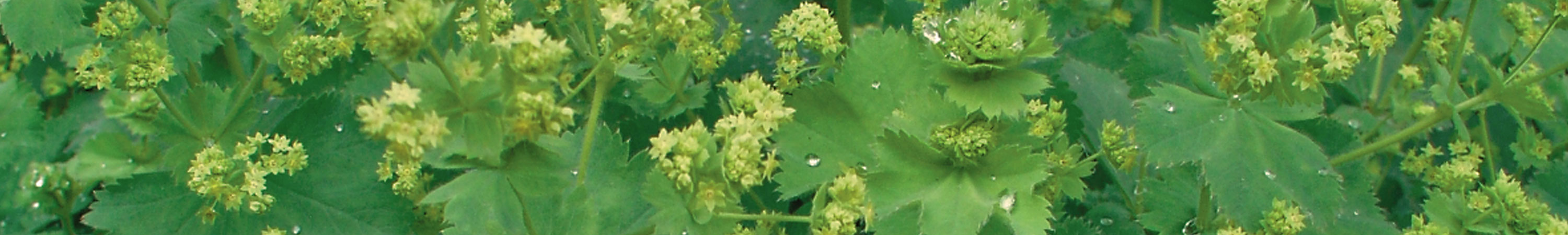 Alchemilla / Lady's Mantle