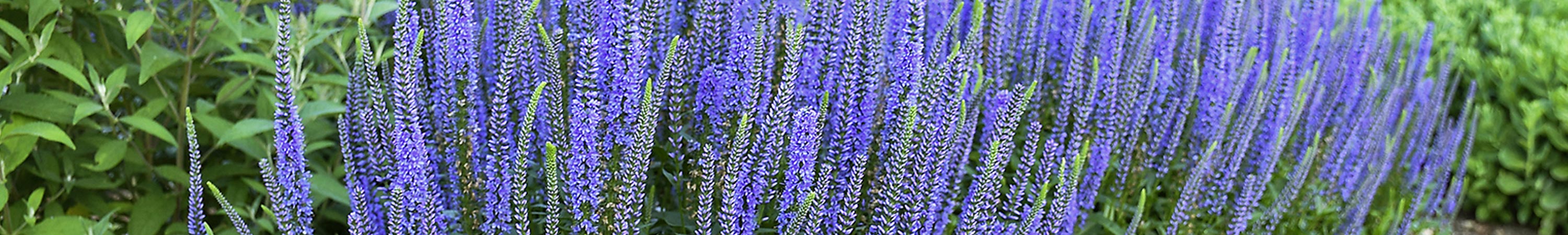 Veronica / Speedwell Plants