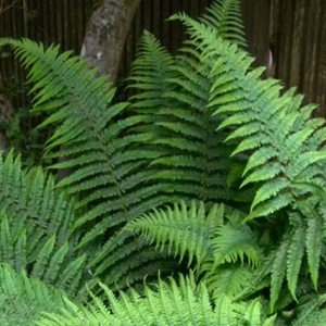 Perennials For Shady Spots