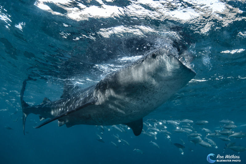 Derawan is an amazing place to visit to swim with whale sharks.