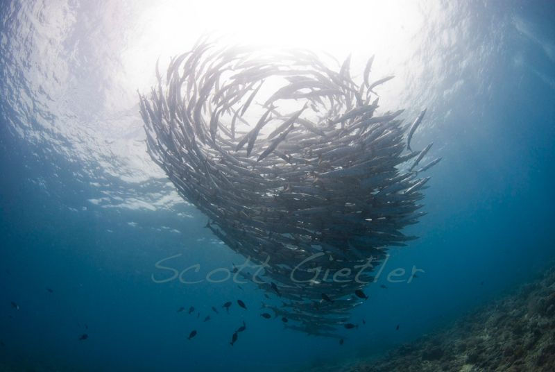 Barracuda tornado in Bunaken