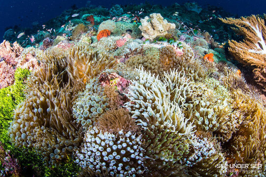 Anemone city. One of the greatest dive sites in Alor.