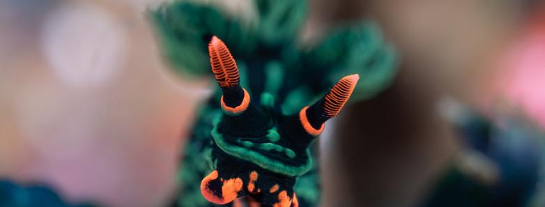 A nudibranch seen while scuba diving in Anilao, Philippines.