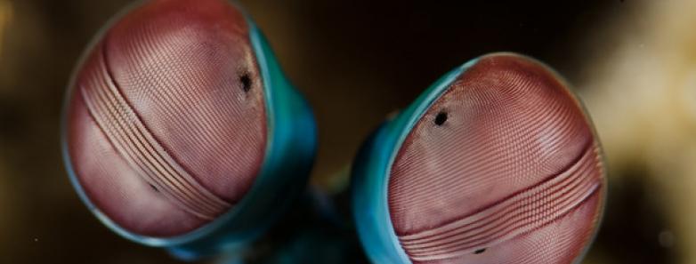 A close-up of a peacock mantis shrimp in Anilao, Philippines.