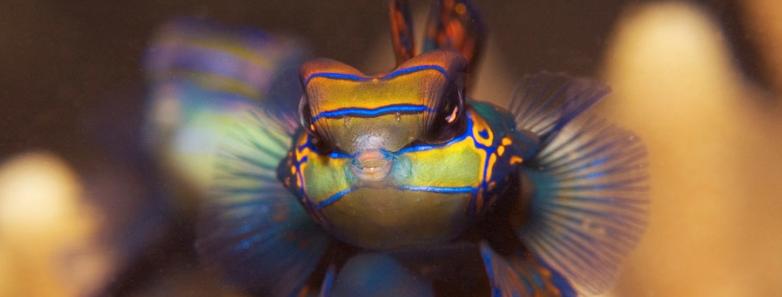 Mandarin Fish seen at a dive site in Yap