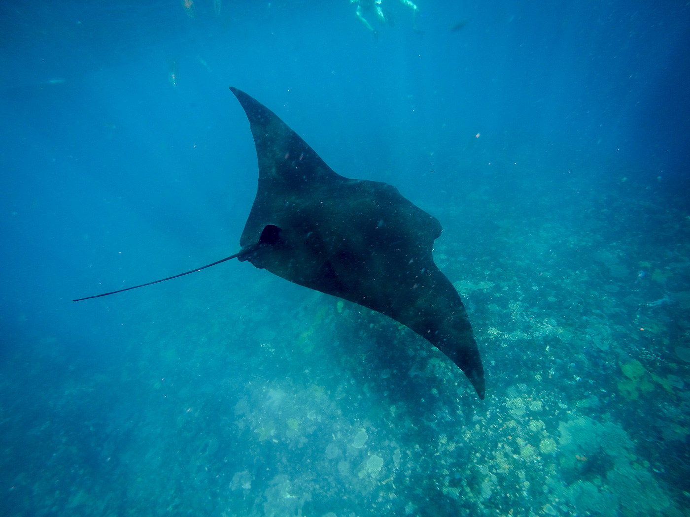 Nusa Lembongan Snorkeling