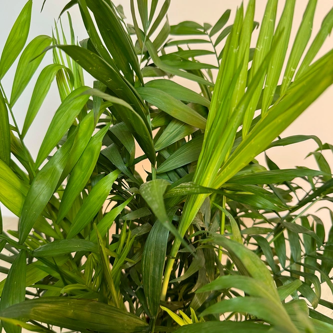 Chamaedorea elegans (Pot Size 12cm) Parlour Palm - The Boma Garden Centre