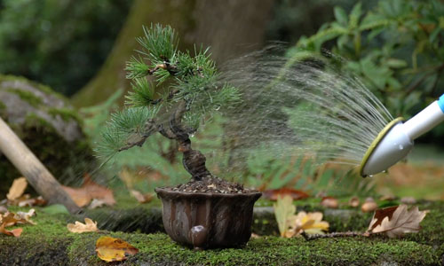 Criando um Bonsai de Pinheiro