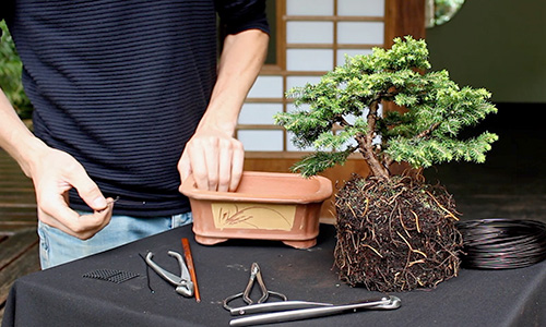 Como fazer uma árvore de Bonsai