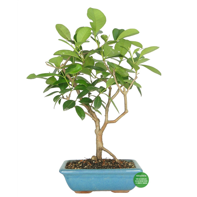 Bonsai de Araçá (Psidium cattleianum)