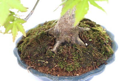 Nebari on bonsai