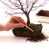 As explained above, the most important technique to create a good Nebari is pruning roots while repotting.