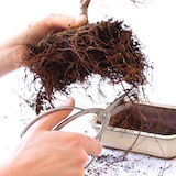 While repotting we prune long roots and we have the opportunity to fan out roots from the root-base. That way, over the years, a nice Nebari is created.